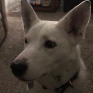 Meet your Posher, Steve